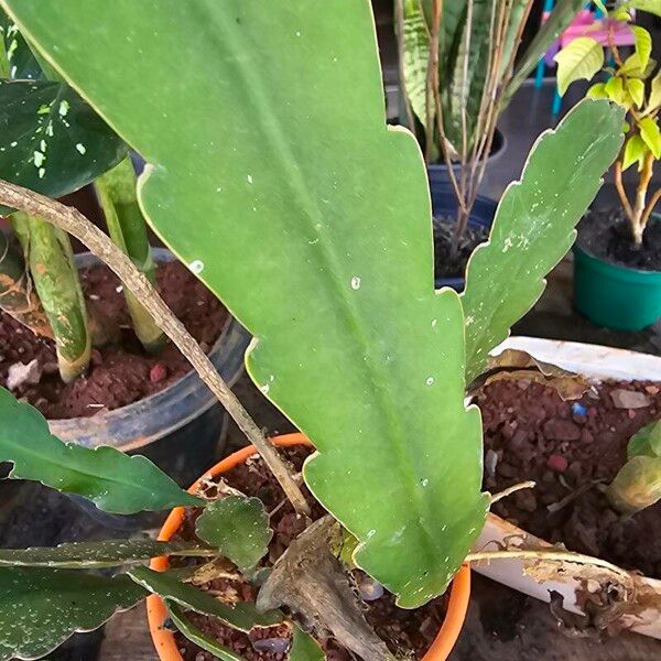 Epiphyllum phyllanthus Leaf