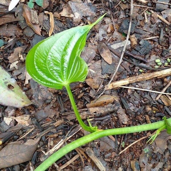 Dioscorea bulbifera Blad