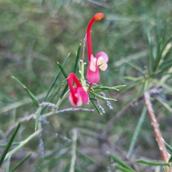 Grevillea rosmarinifolia Çiçek