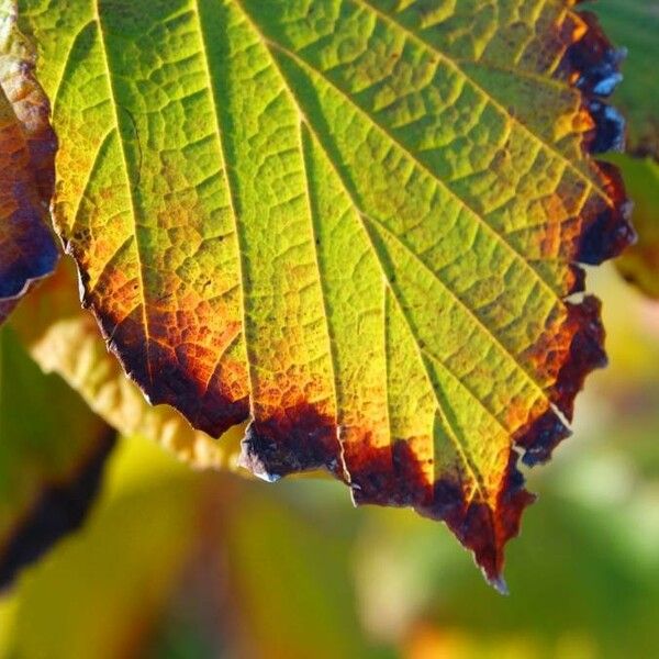 Hamamelis virginiana Blad