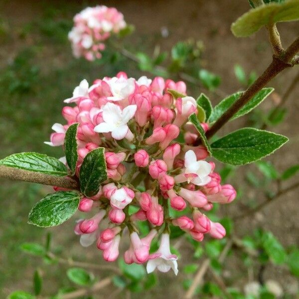 Viburnum carlesii Bloem