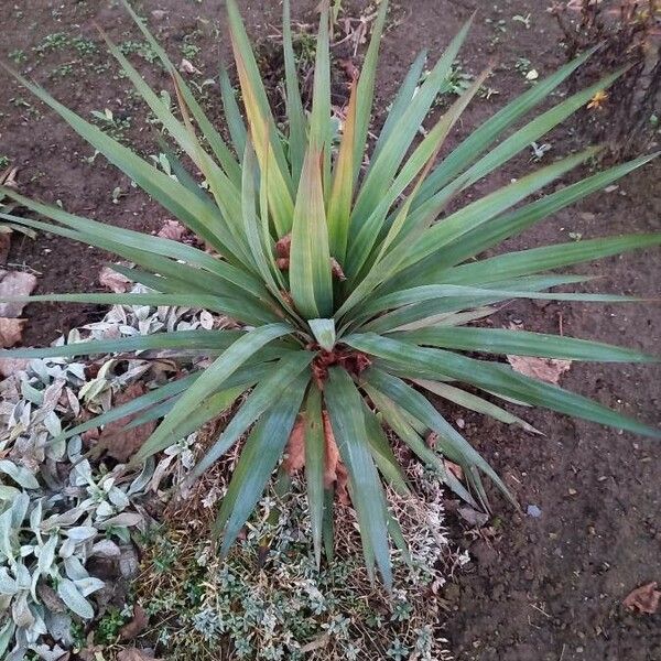 Yucca gloriosa Plante entière