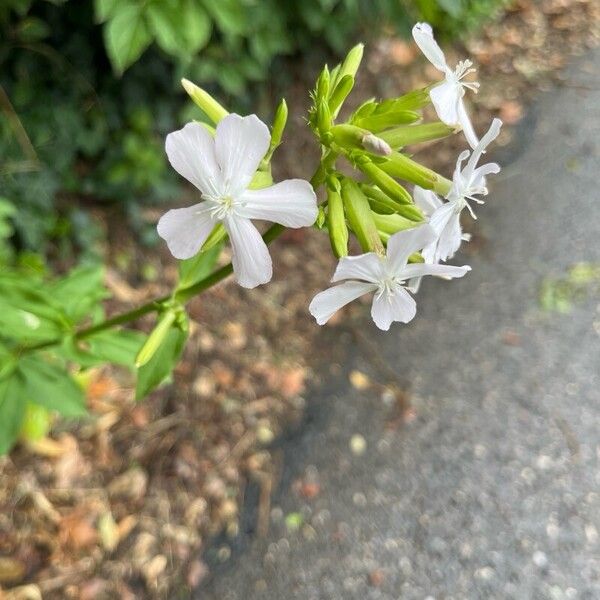 Saponaria officinalis Blüte