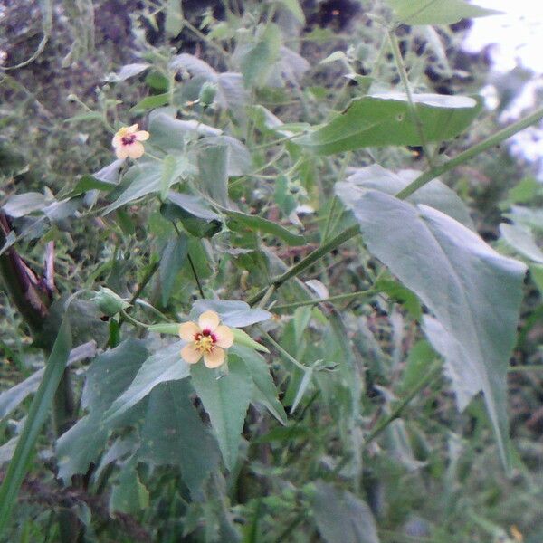 Abutilon trisulcatum Облик