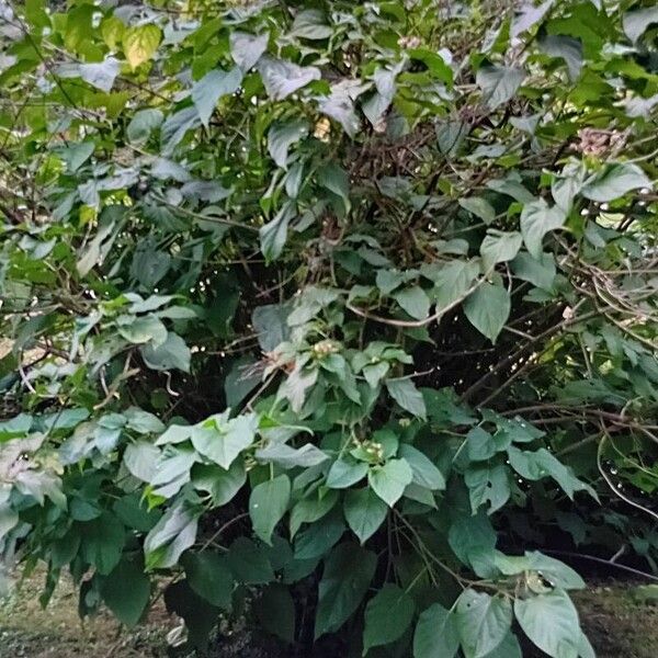 Clerodendrum trichotomum Листок