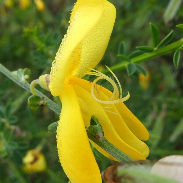 Cytisus scoparius Květ