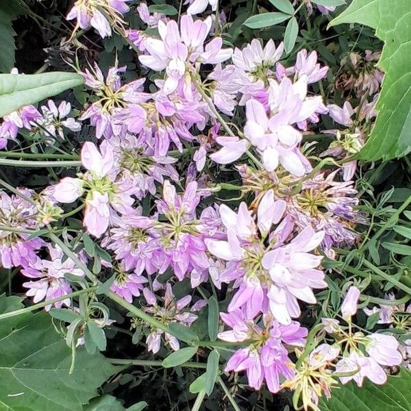 Coronilla varia Virág