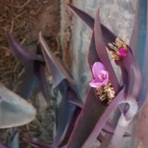 Tradescantia pallida Flower