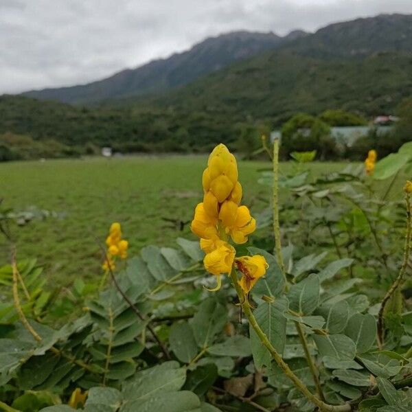 Senna alata Žiedas