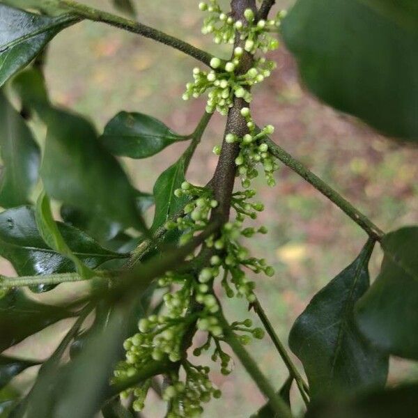 Gymnosporia acuminata Flower