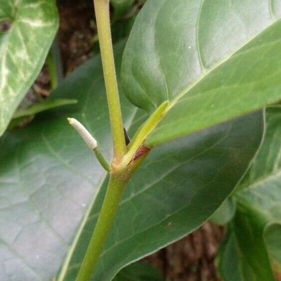 Piper arboreum Fruit