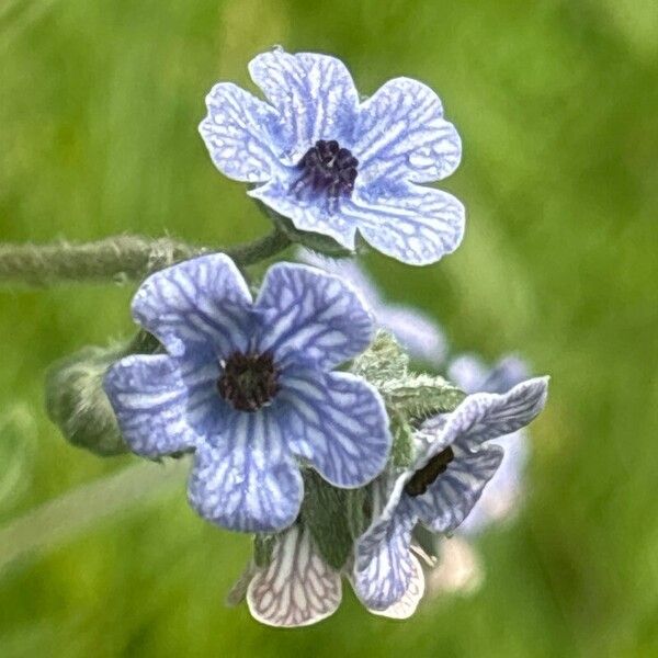 Cynoglossum creticum Blomst