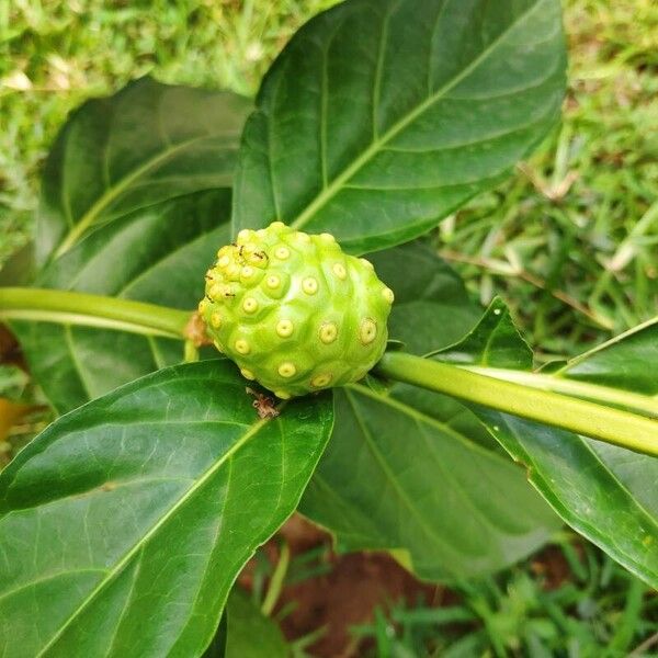 Morinda citrifolia Owoc