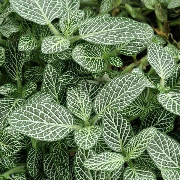 Fittonia albivenis Folio