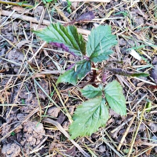 Rubus fruticosus Folla