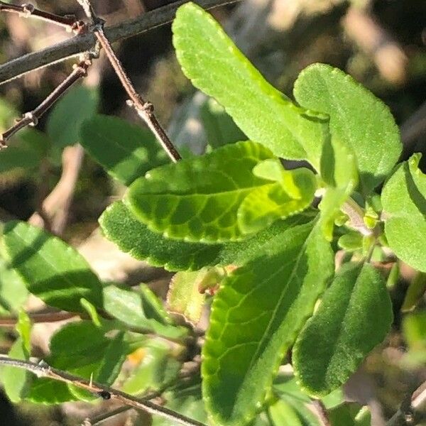 Salvia × jamensis Blad