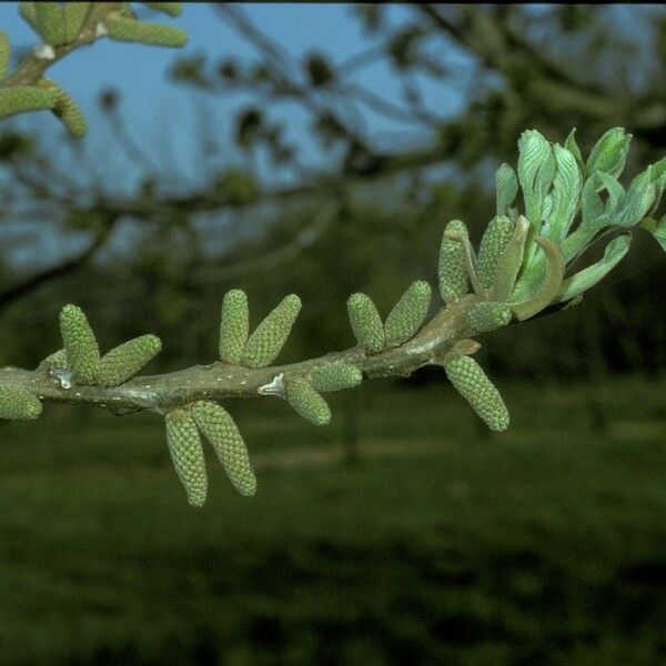 Juglans cinerea 花