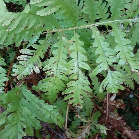 Onoclea sensibilis Leaf