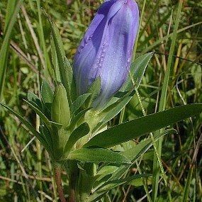 Gentiana saponaria Flower