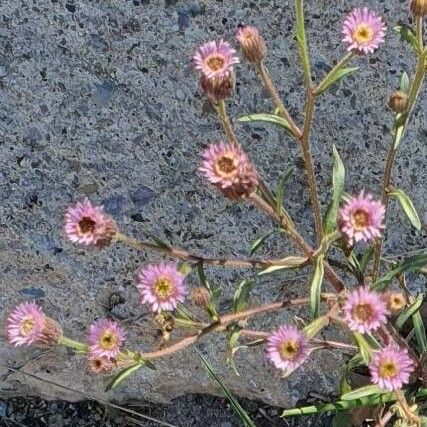 Erigeron acris Flors