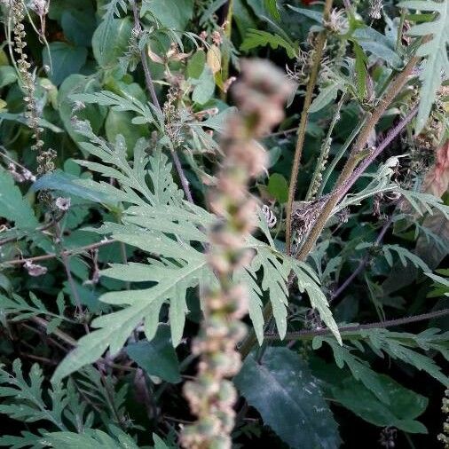 Ambrosia artemisiifolia Flors