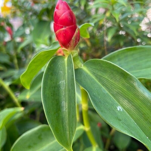 Costus woodsonii Blüte