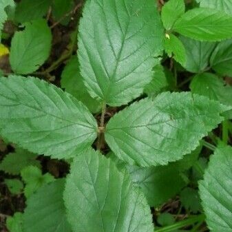 Rubus adscitus Blad