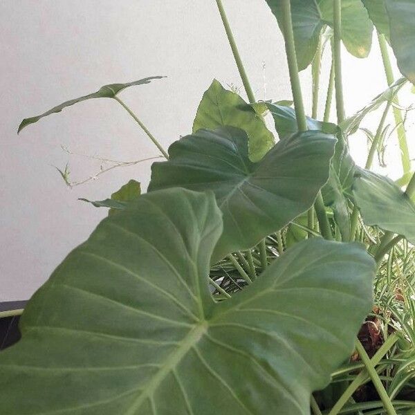 Colocasia esculenta Lehti