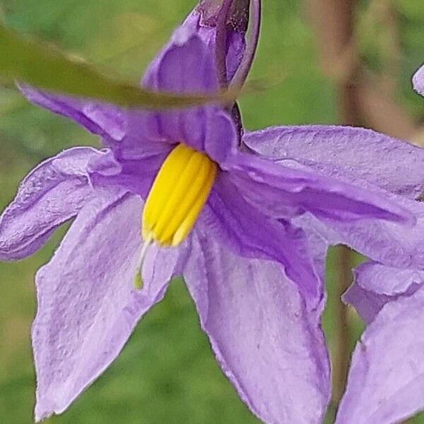 Solanum amygdalifolium Flower