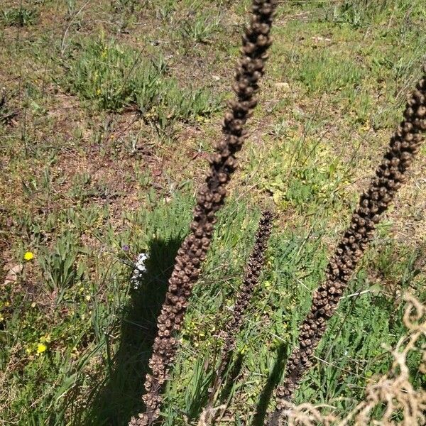 Digitalis ferruginea Hedelmä