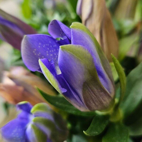 Gentiana scabra Žiedas