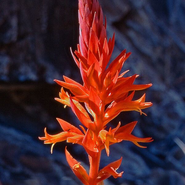 Dichromanthus cinnabarinus Flower