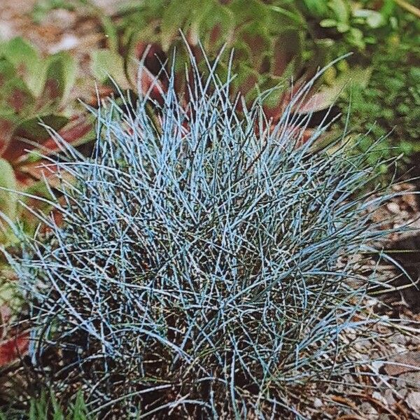 Festuca valesiaca Habit