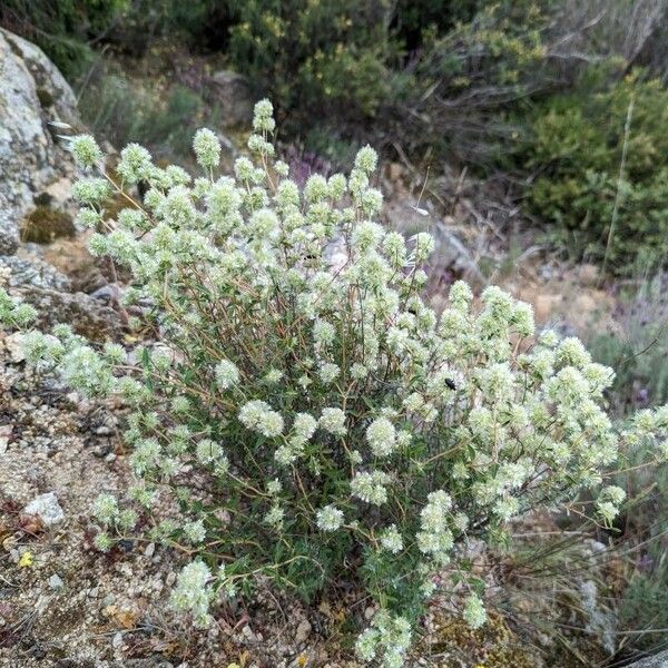 Teucrium dunense Blomma