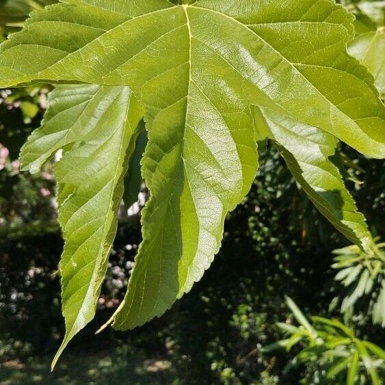 Morus alba Blatt