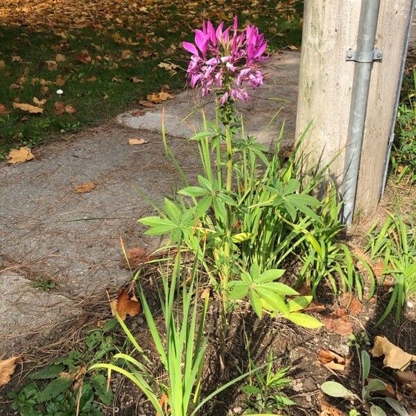 Cleome houtteana Flower