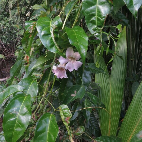 Bignonia aequinoctialis Blad