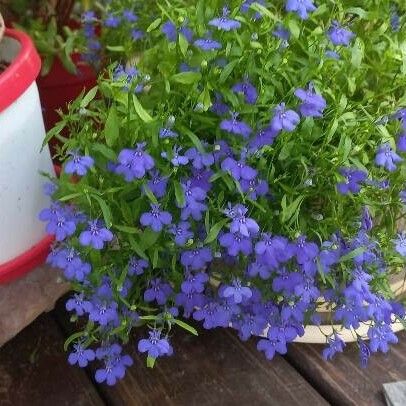 Lobelia erinus Blüte