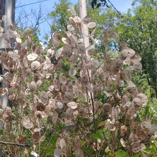 Lunaria annua Ffrwyth