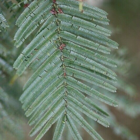 Acacia mearnsii Autre