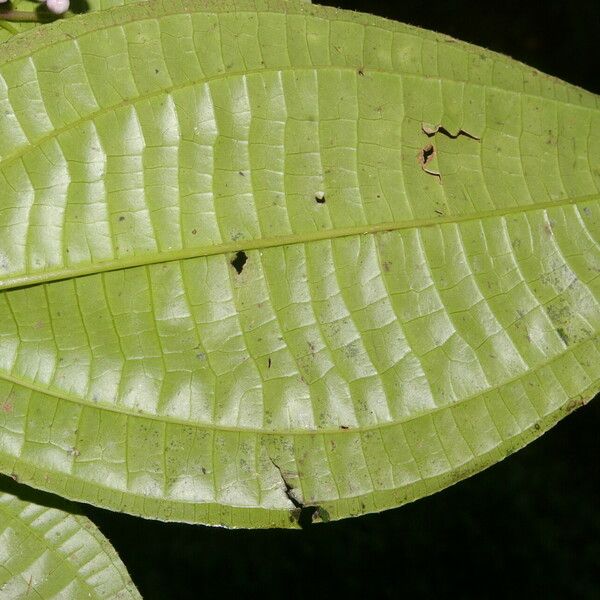 Miconia gracilis 葉