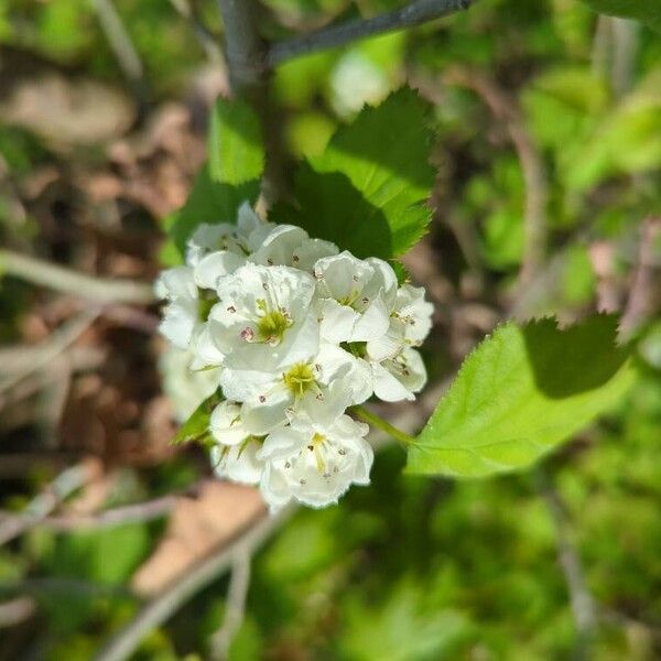 Crataegus coccinea Flor