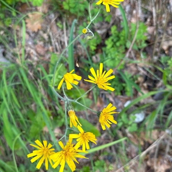 Hieracium murorum Kwiat