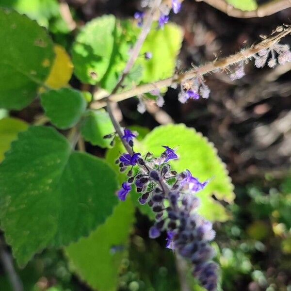 Coleus argentatus Цвят