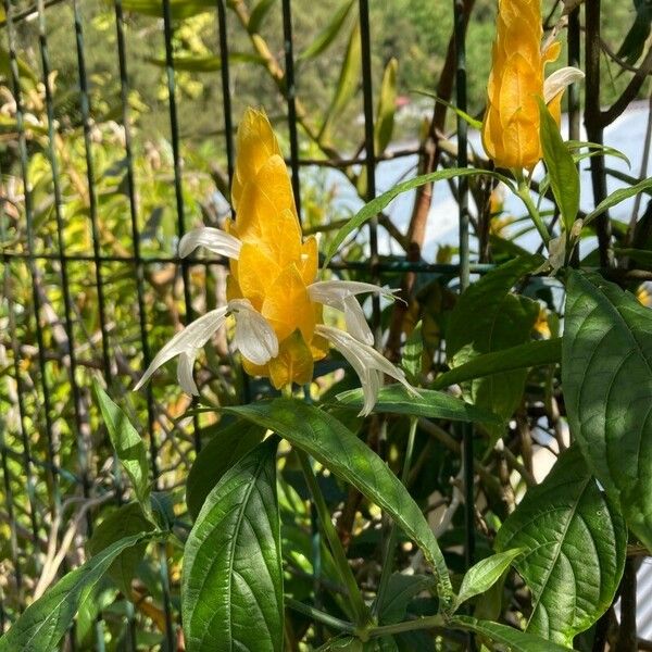 Pachystachys lutea Flor