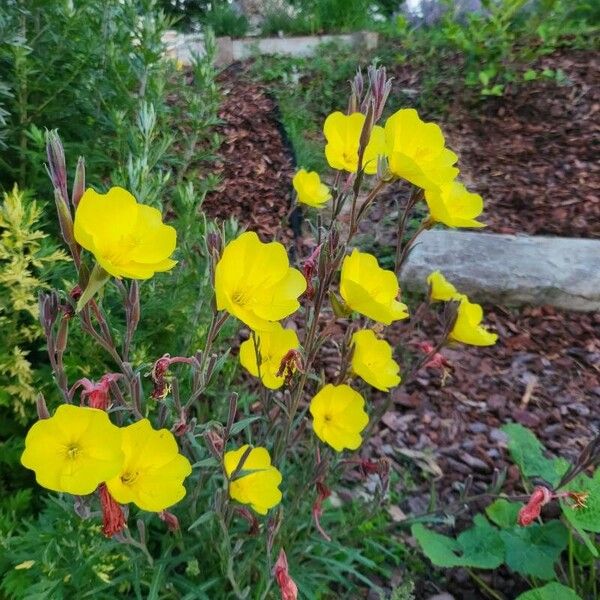 Oenothera stricta Flower