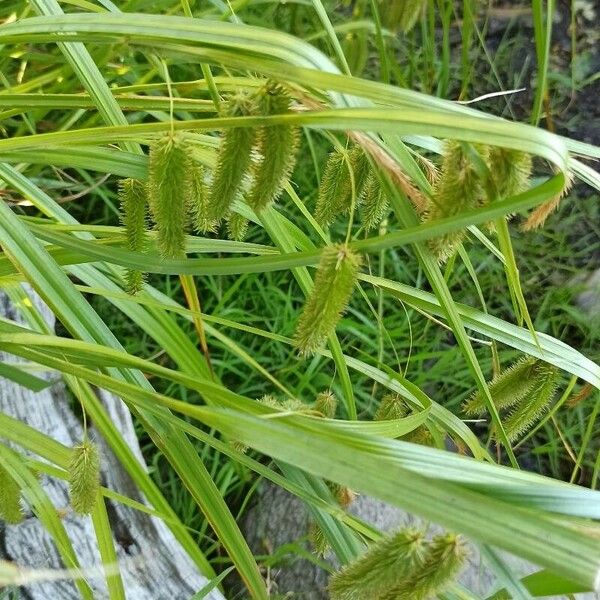 Carex pseudocyperus Folha