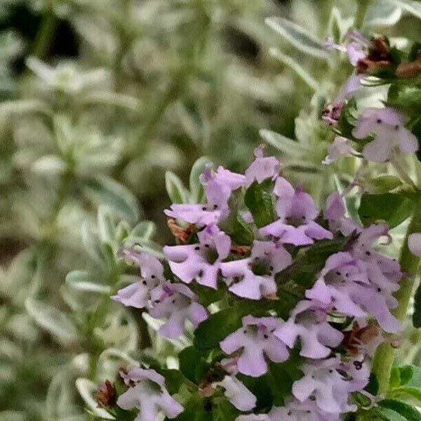 Thymus vulgaris Kukka