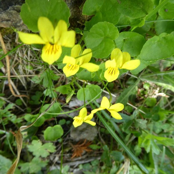 Viola biflora Kvet