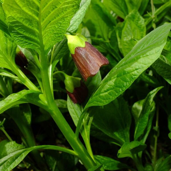 Scopolia carniolica Flor